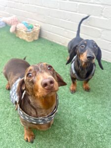 559360739_17933486166098558_326669210867747663_n