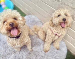 559841045_17934298824098558_2116187618814677101_n