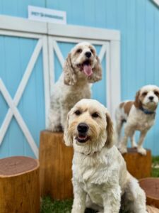 590401184_17940096696098558_6848065277441040867_n