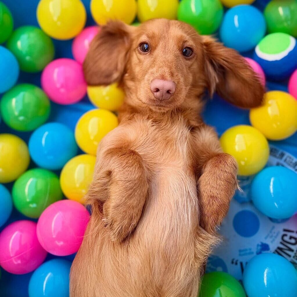 A playful dog lying among colorful plastic balls.