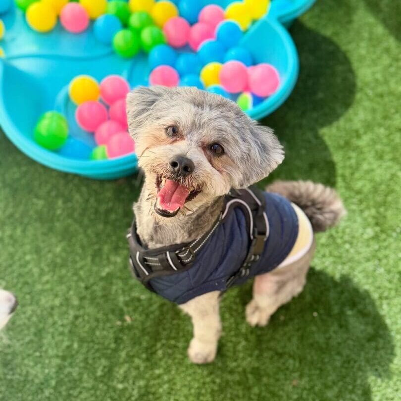 Happy small dog wearing a jacket on green grass near colorful balls.