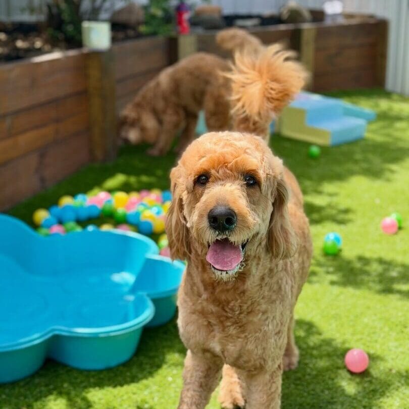 A happy dog in a garden with colorful toys and another dog in the background.