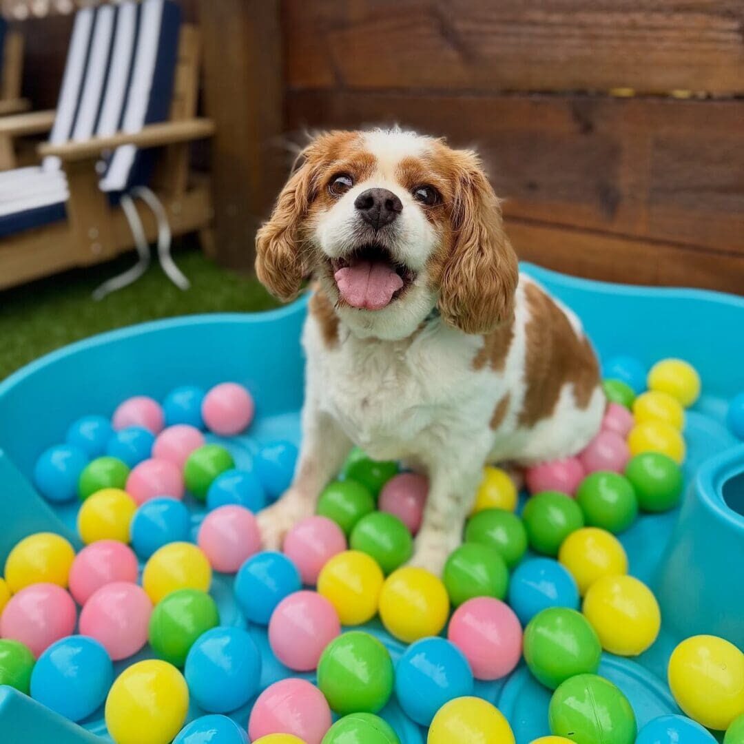 Happy dog playing in a colorful ball pit.