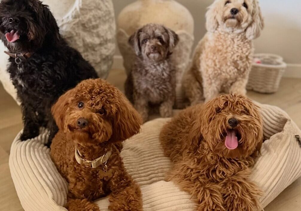 642509205_17953323729098558_2932890724530215866_n