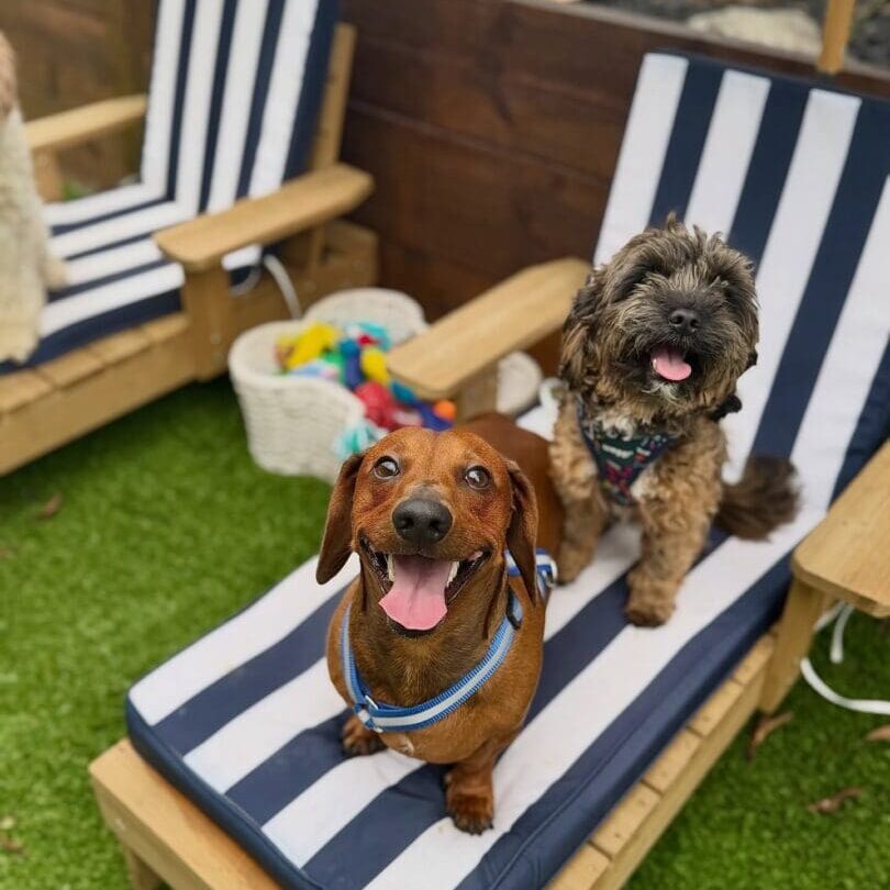 Two happy dogs relaxing on a striped lounge chair outdoors.