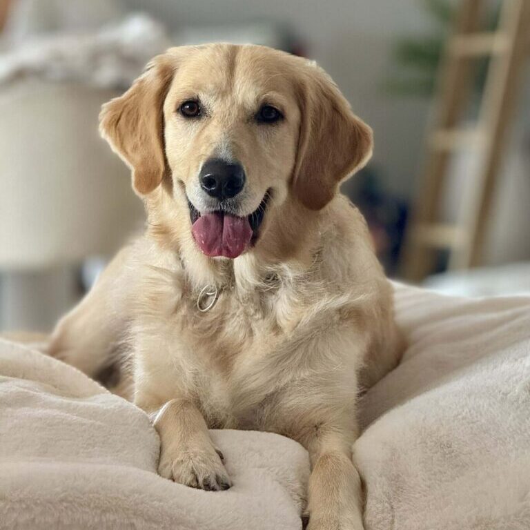 96983b29-209e-4fc2-9df8-25d66a3e33b9